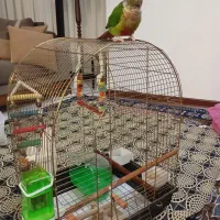 گرینچیک|پرنده|تهران, شمشیری|دیوار