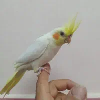 عروس هلندی|پرنده|رشت, حومه رشت|دیوار