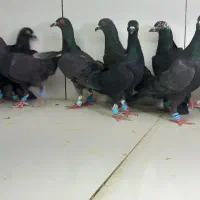 دسته ۱۲تایی پرشی نر زاغ
