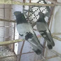 کفتر