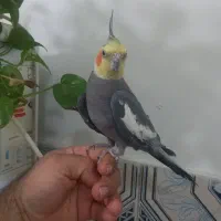 طوطی عروس بسیار جوان و بازیگوش|پرنده|شوشتر, |دیوار