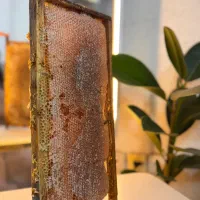 عسل طبیعی خرید مستقیم از زنبورستان کوهستانی|خوردنی و آشامیدنی|شیراز, فرگاز|دیوار
