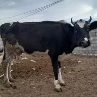 یک عدد گاو هلشتاین و یک سیمینتال گوشتی