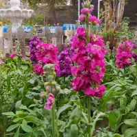 فروش بذر گل بسته ایی35000