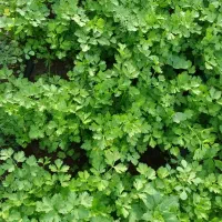 سبزی|خوردنی و آشامیدنی|رودان, |دیوار