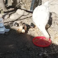 کود مرغی|لوازم جانبی حیوانات|معصومیه, |دیوار