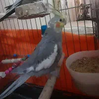 عروس هلندی|پرنده|قدس, شهر‌قدس|دیوار