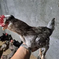 خروس گلین