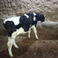 گوساله نر هلشتاین