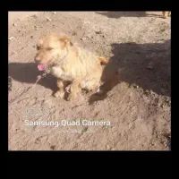 پاپی گمشده|سگ|بوژگان, |دیوار