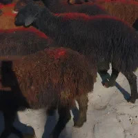 ۴۵گوسفند نر لاغر داشتی|حیوانات مزرعه|زنجان, |دیوار