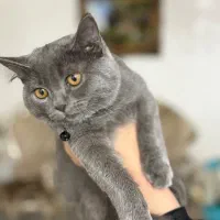 بریتیش بلو