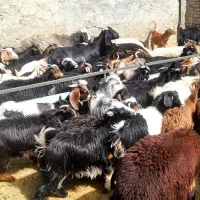 ده تابز بزغاله بزرگ شکم اول دوم قیمت جفتی زدم