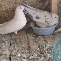 کبوتر پرشی|پرنده|کاشان, کوشک صفی|دیوار