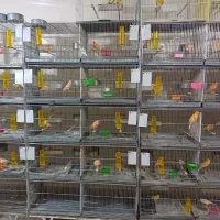 قناری نروماده