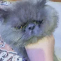 گربیه نژادارنر|گربه|تبریز, |دیوار