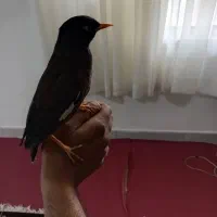 مینا دستی سخنگو