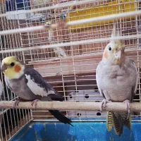 عروس هلندی مولد|پرنده|اصفهان, گلزار|دیوار