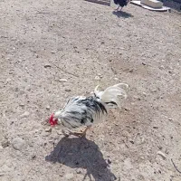بوقلمون و مرغ و خروس