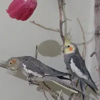 عروس هلندی های بامزه