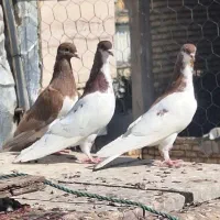 جوجه شهری|پرنده|شیراز, مسلم|دیوار