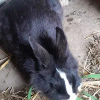 خرگوش ماده بالغ سرحال