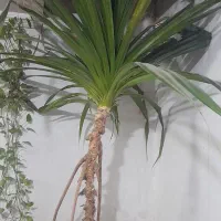 فروش گل|گل و گیاه طبیعی|یزد, |دیوار