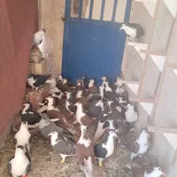 کفتر رنگی هوایی|پرنده|ملکآباد, |دیوار