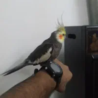 عروس.هلندی.نر|پرنده|آمل, |دیوار