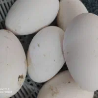 حیوانات مزرعه