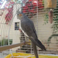 یک جفت عروس هلندی تخم گذار الان هم  تخم گداشته