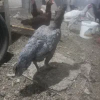 مرغ لاری