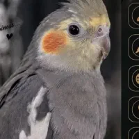 عروس هلندی خاکستری
