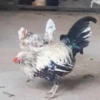 مرغ و خروس گلین نامبر وان