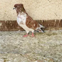 کبوتر|پرنده|علی‌آباد کتول, |دیوار