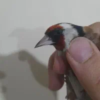 سهره نر قطعه دار خوشتیپ و استایل|پرنده|ارومیه, |دیوار