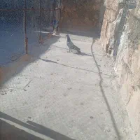 کفتر