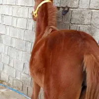 کره اسب|اسب و تجهیزات اسبسواری|برازجان, |دیوار