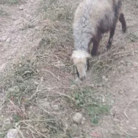 میش و بره|حیوانات مزرعه|درودزن, |دیوار