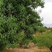 فروش زمین ۱۰۰۰ متری در احمدآباد|فروش زمین و ملک کلنگی|اصفهان, احمدآباد|دیوار
