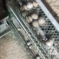 تخم بلدرچین نطفه دار|حیوانات مزرعه|زاهدان, |دیوار