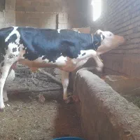 گاو نر
