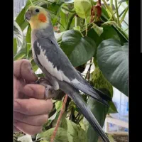 عروس هلندی سخنگو