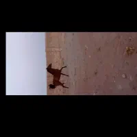 کره مادیان کرد