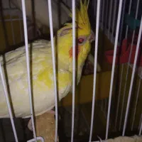 عروس هلندی