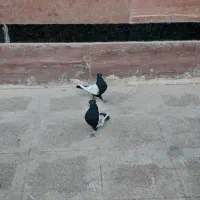 کفتربهبونی|پرنده|صدرا-فارس, فاز ۲|دیوار