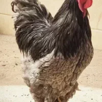 خروس و مرغ برهما بلو جوجه