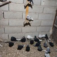 دمسفید ۲۰ عدد