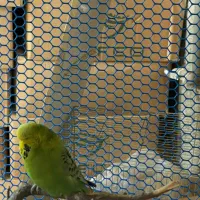 مرغ عشق هلندی|پرنده|ملارد, |دیوار