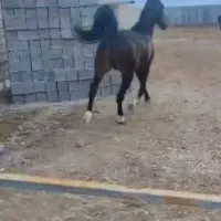 اسب نریان نژادکرد،پرخون ،رام وفرمان پذیر|اسب و تجهیزات اسبسواری|کرمانشاه, |دیوار